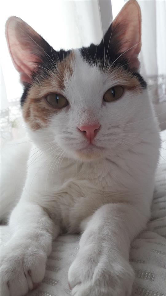 Jepet-maca-per-adoptim--