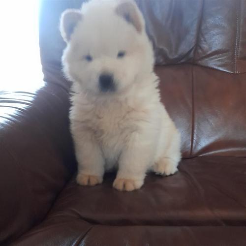 Chow chow