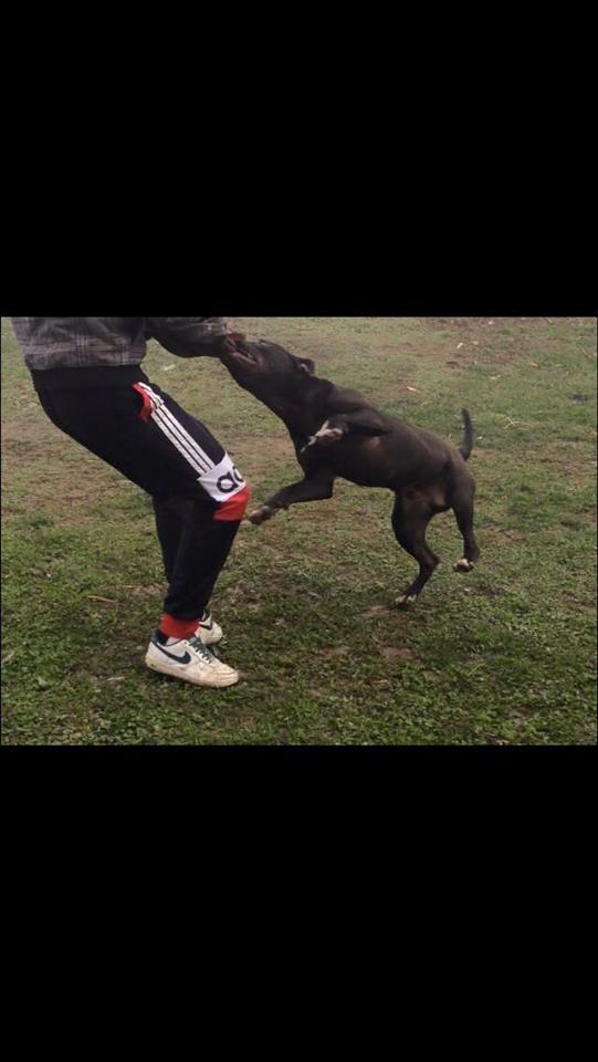 Pitbull