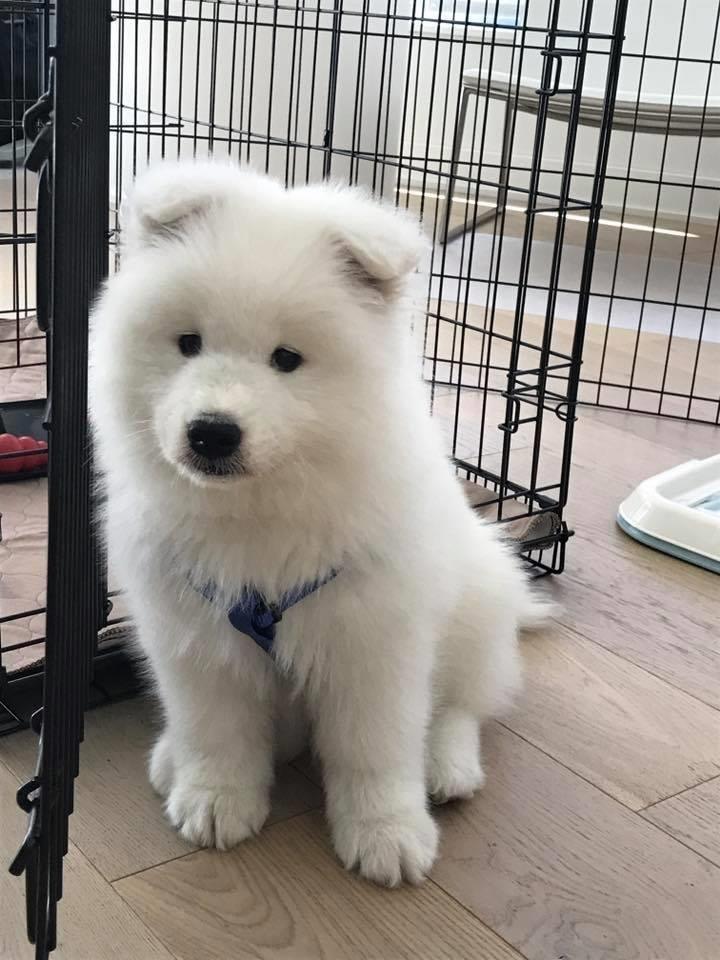 samoyed-2-muj-mashkull
