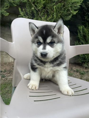 Husky
