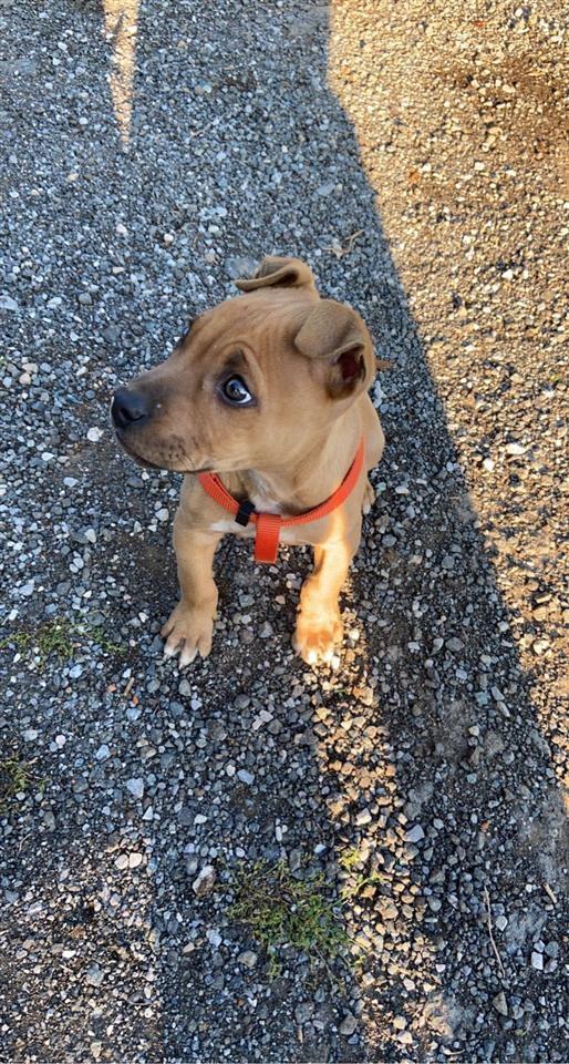 Shitet-pitbulli-