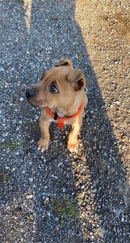 Shitet pitbulli 