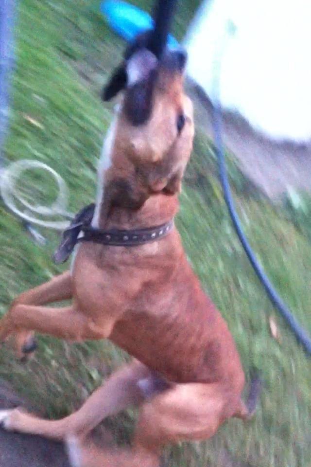 pitbull