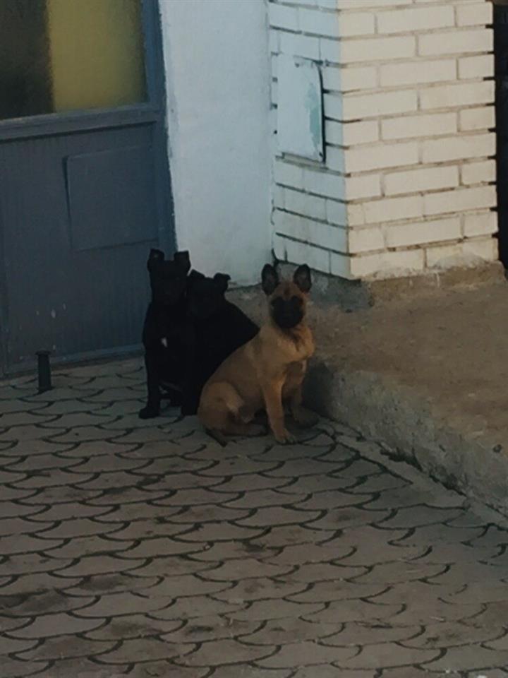 Belgian-malinois