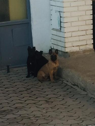 Belgian malinois