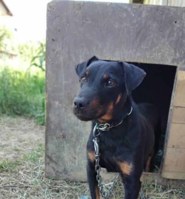 Terrier