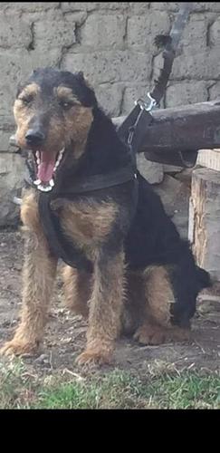 terrier