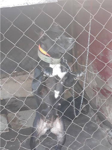 Pitbull 