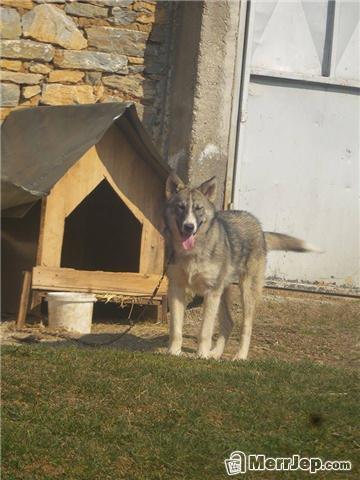 Hasky