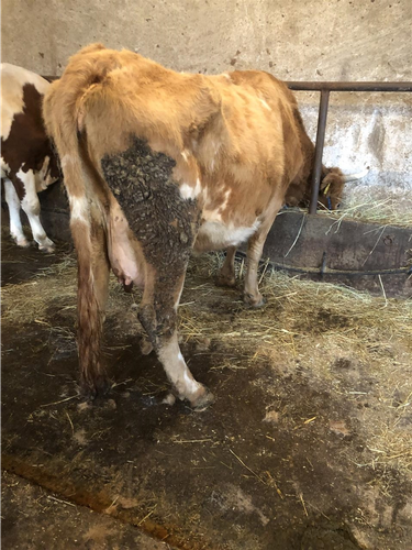 Lop