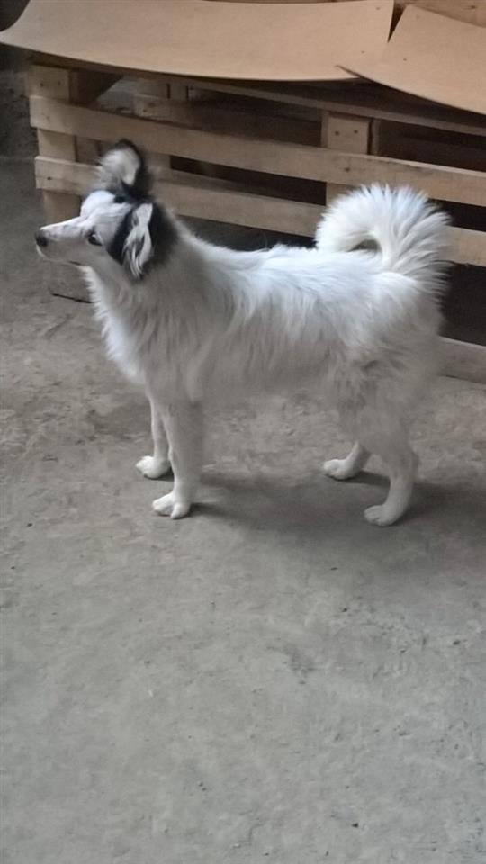 Qeni
