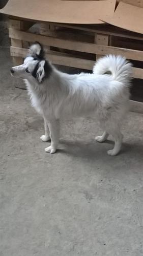 Qeni