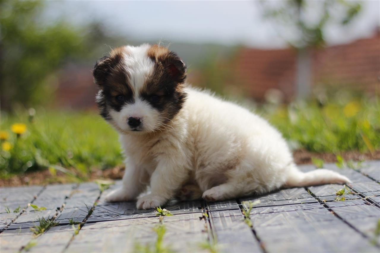 Qeni-Bub