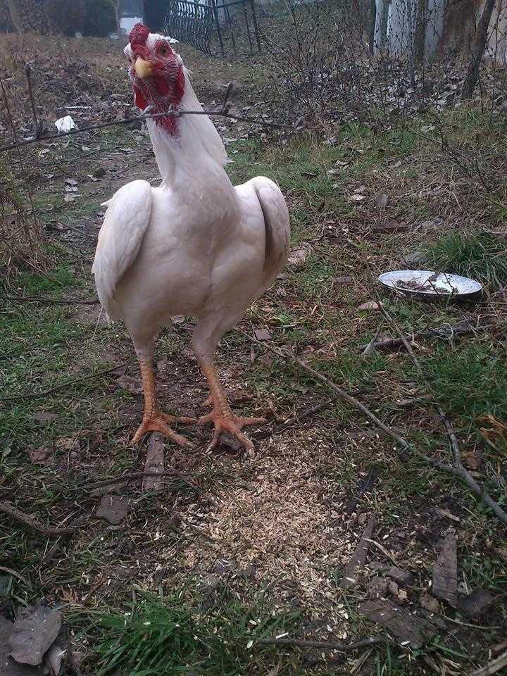 Gjeli