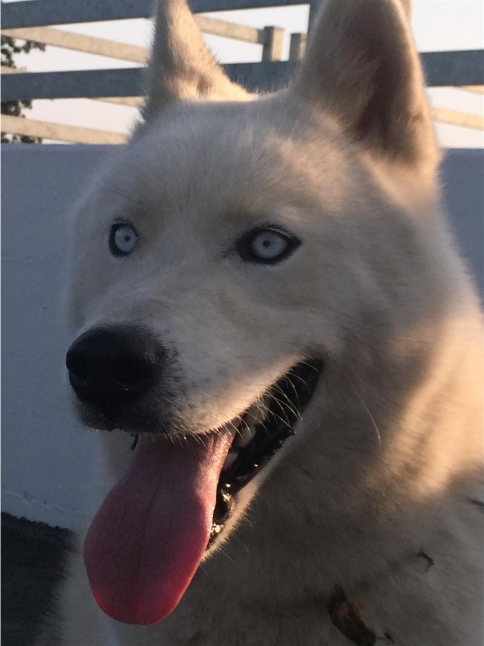 Hasky