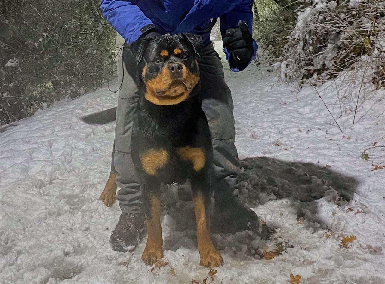 Rottweiler