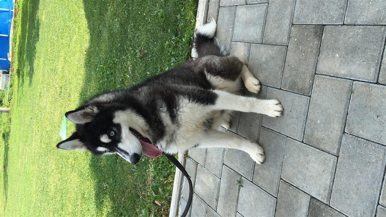 Haski
