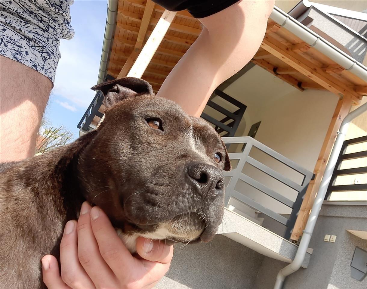 Pitbull-terrier-