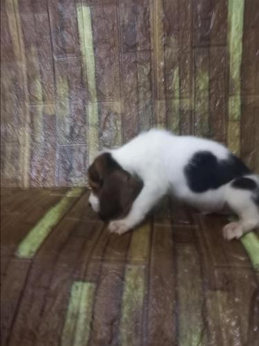 Beagle