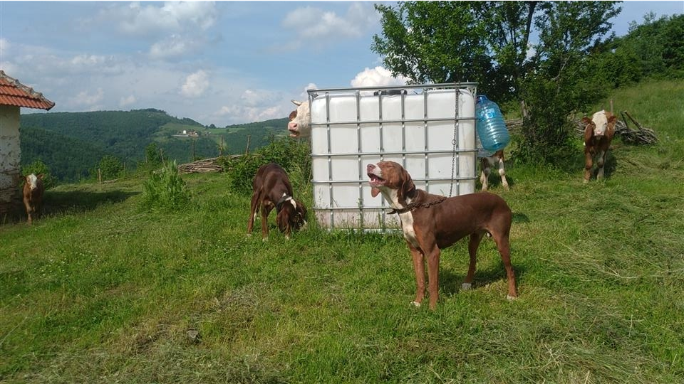 Shiten-zagar-