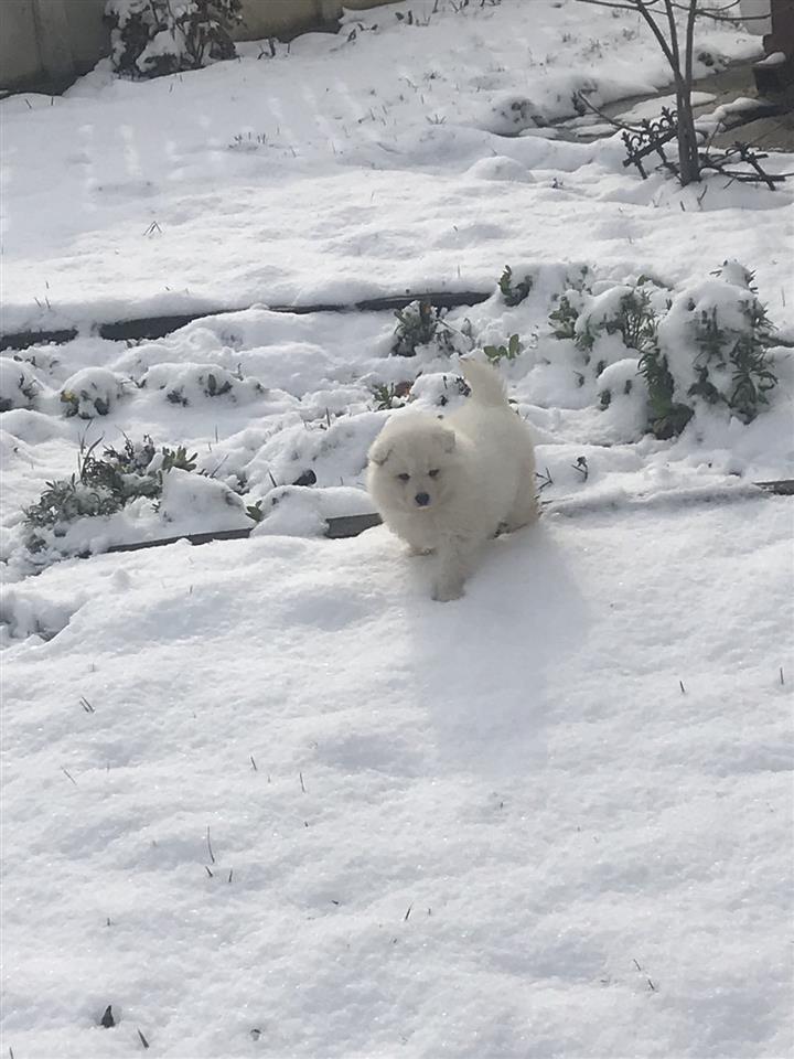 Samoyeda
