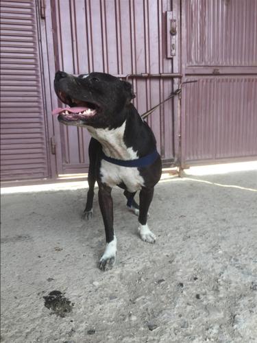 Pitbull