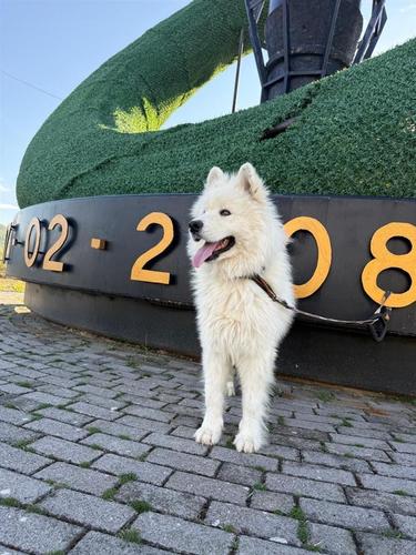 Samoyed dog