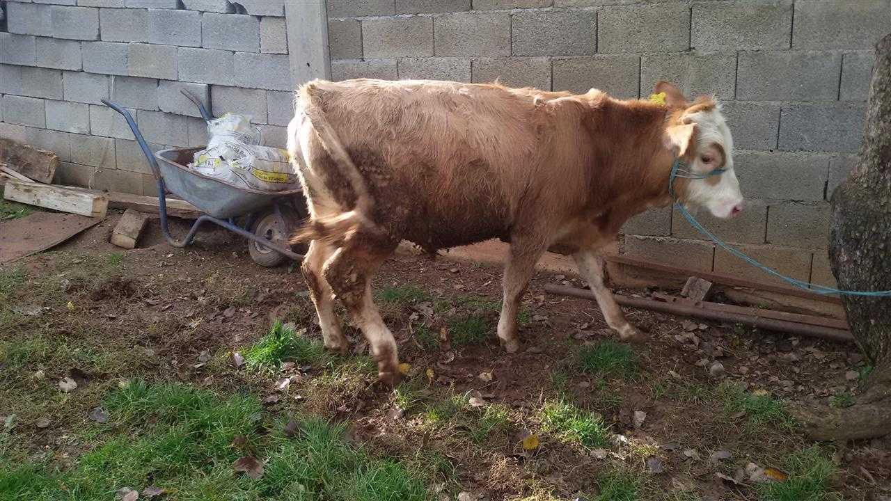 Vjeta-