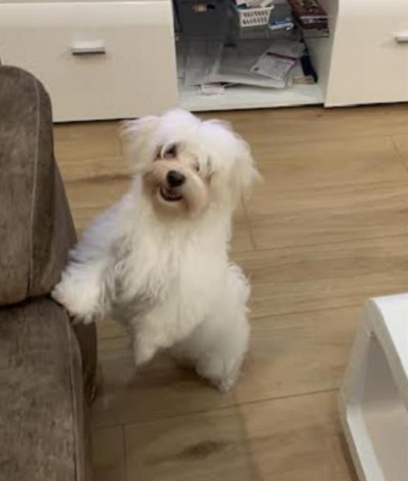 Maltezer