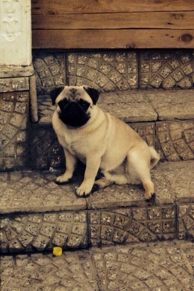 Pug--mops-