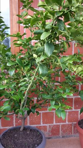 Limon