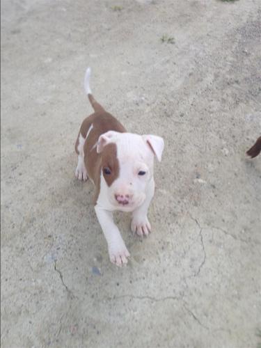 Pitbull