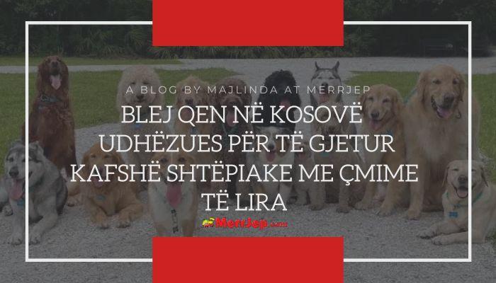 Blej qen në Kosovë - Udhëzues për të gjetur kafshë shtëpiake me çmime të lira