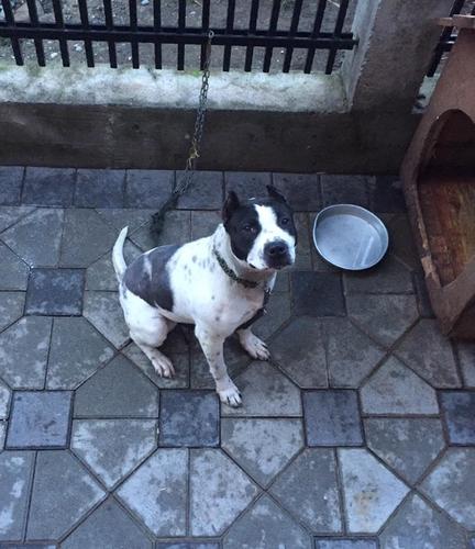 Pit bull