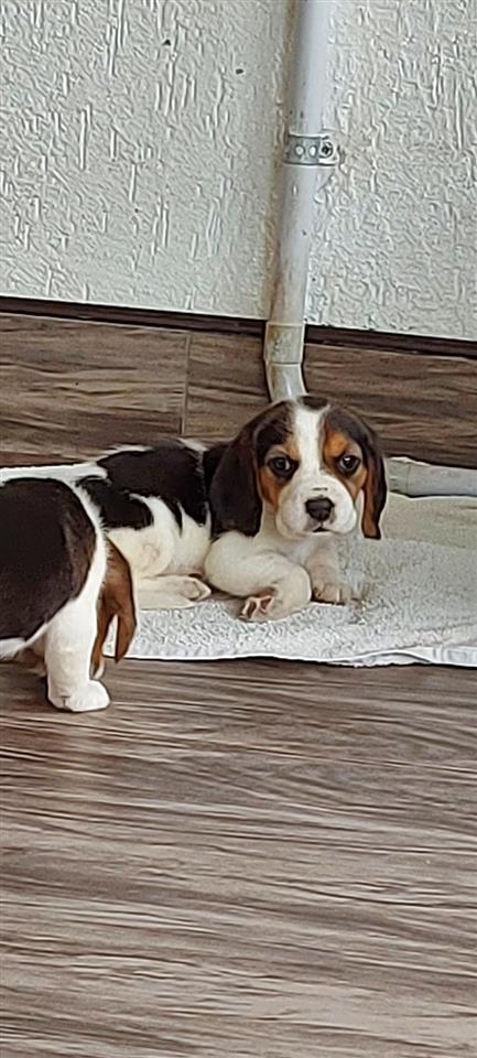 Beagle