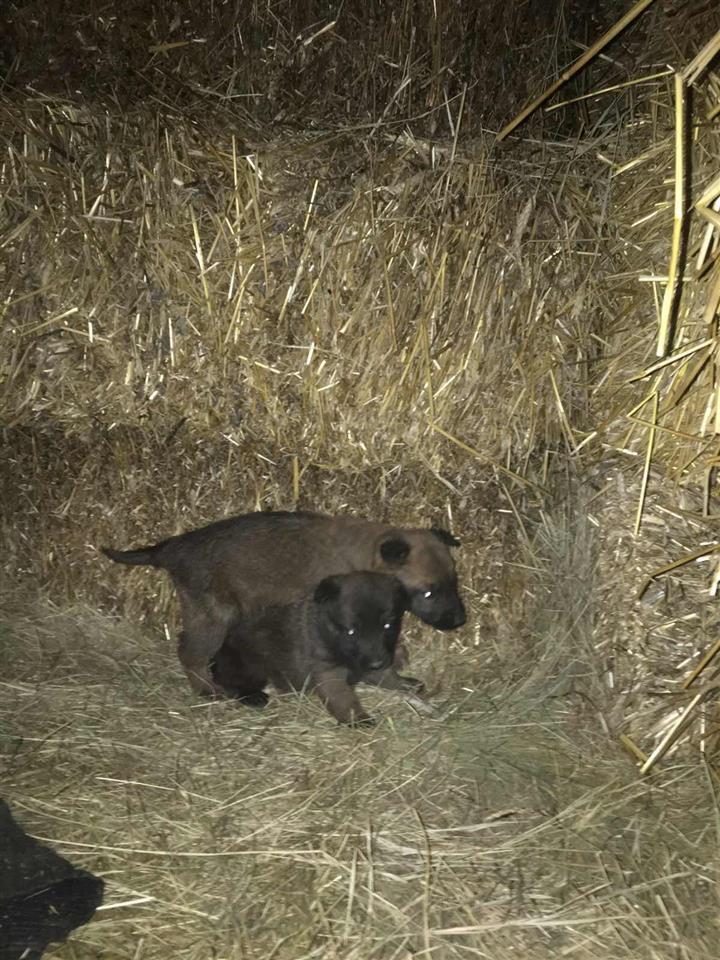 Belgian-malinois