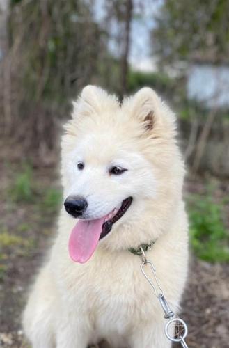 Samoyed