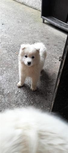 Samoyed