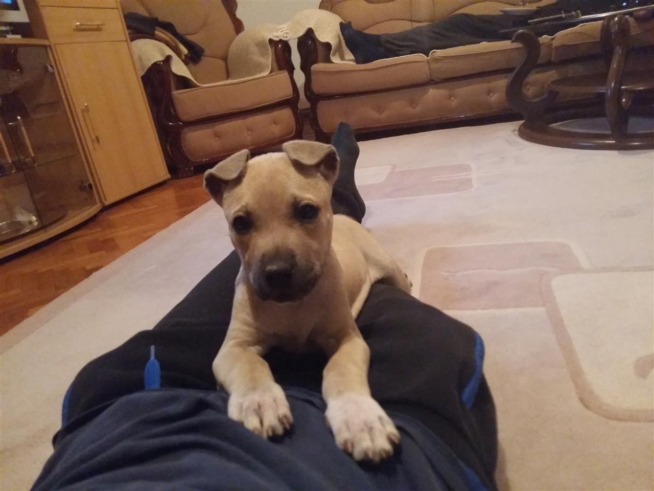 Pitbulle