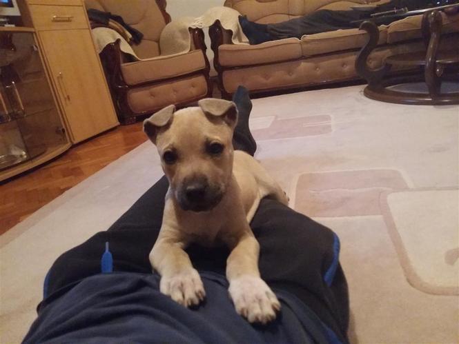 Pitbulle