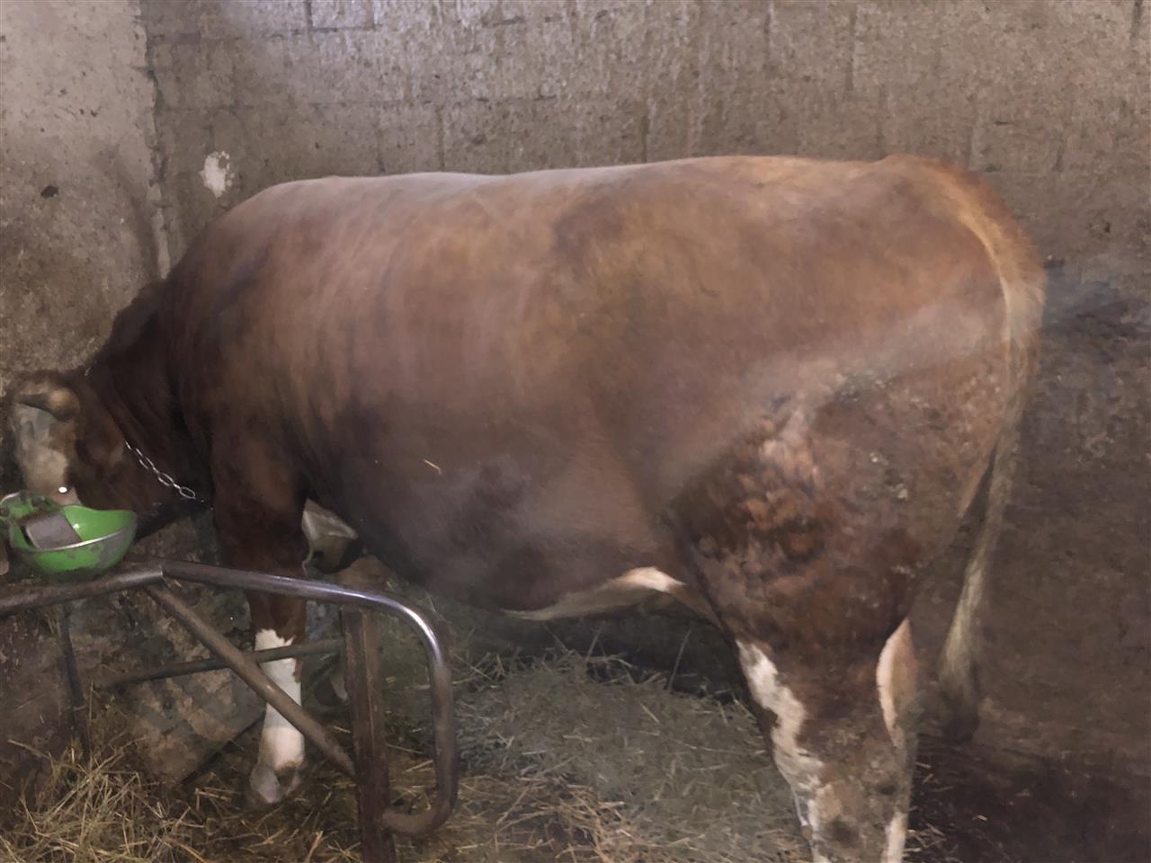 Shitet-