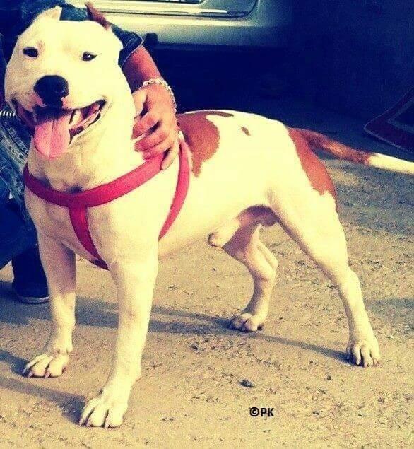 Pitbull-
