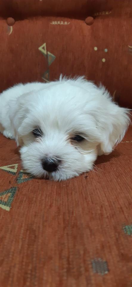 Maltezer---Maltese-mashkull-