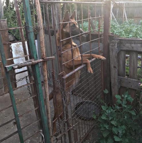 Shitet belgian malinois