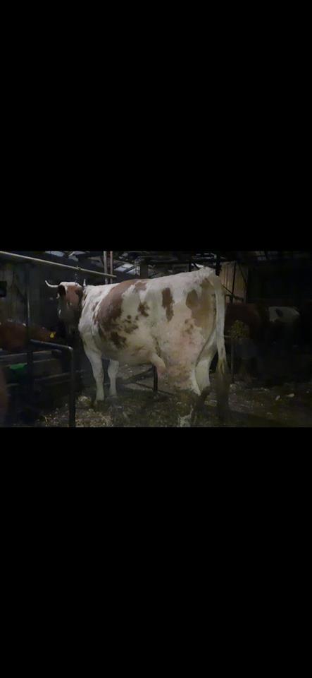 Lop-bars-