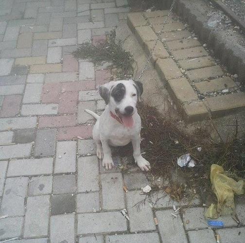 Pit bull 5muj