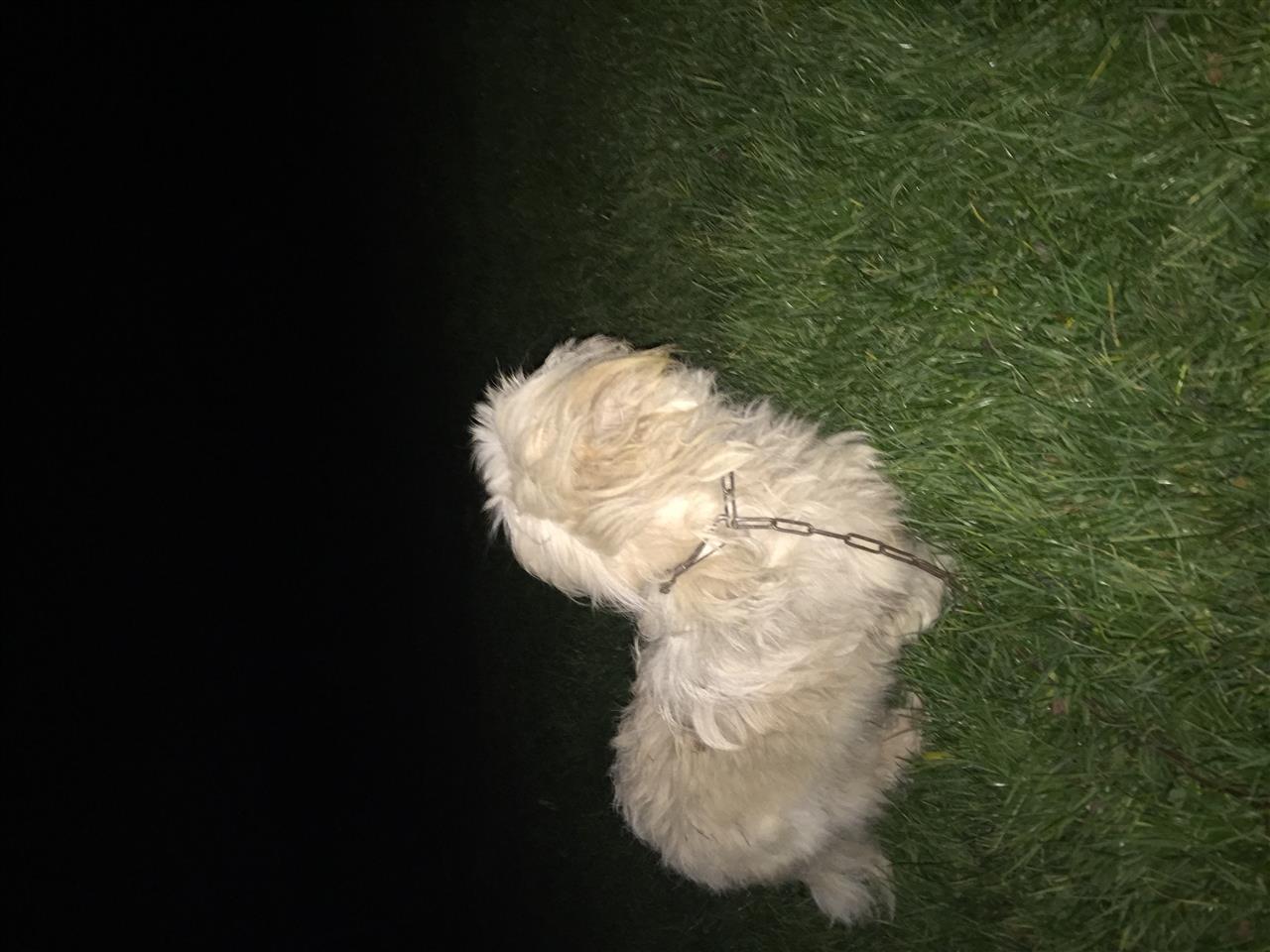 Bubi