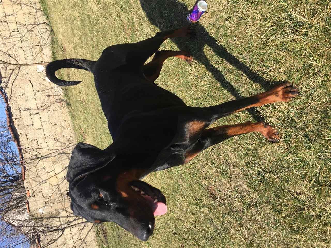 Doberman-