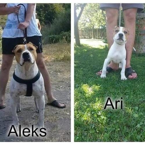 pitbull ari